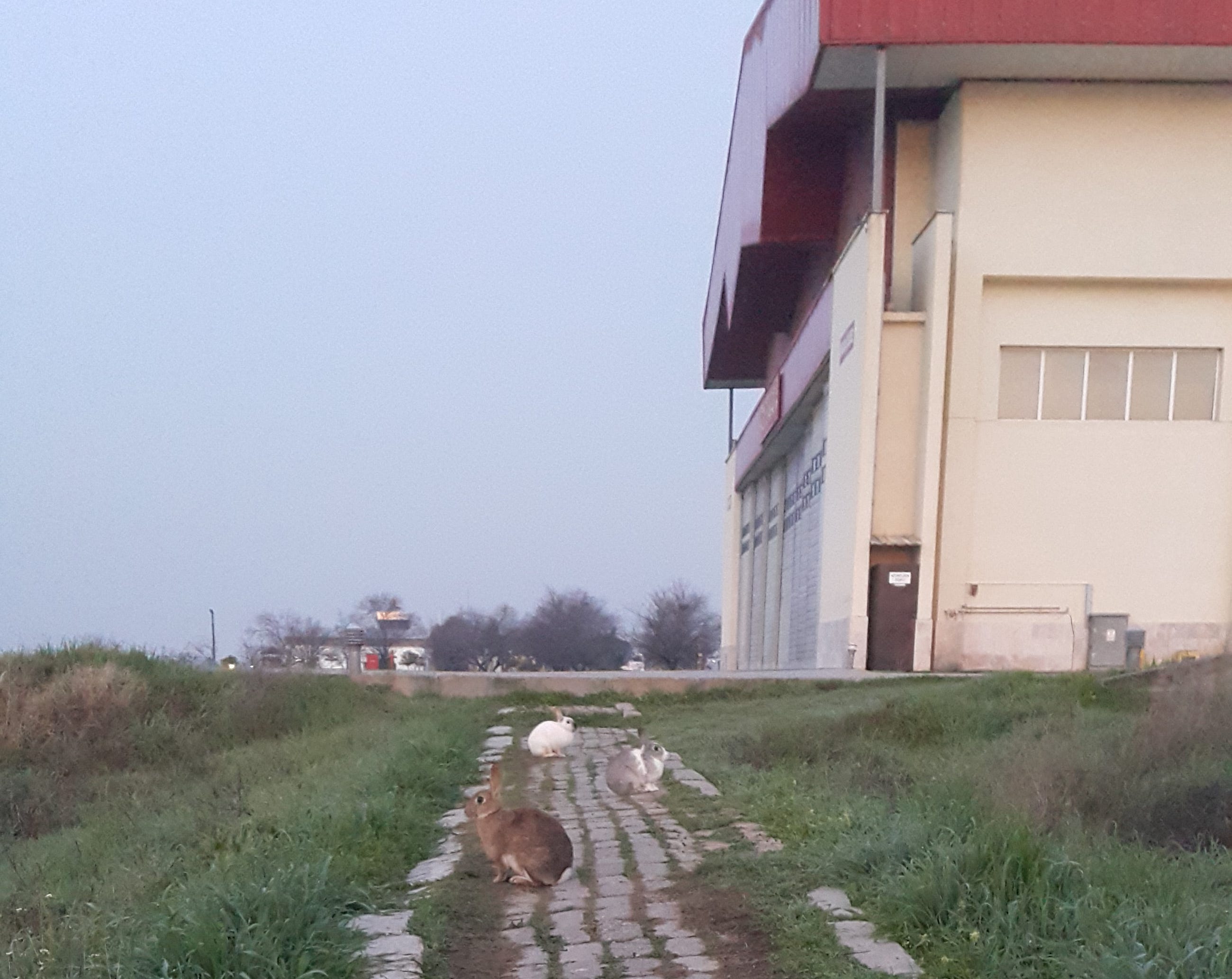 Three rabbits sitting on a stone path in a grassy area next to a military building, with clear blue sky and structures in the background.