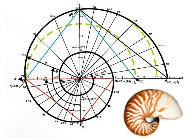 Kutupsal grafiğe çizilmiş altın spiral ve yanında kesilmiş bir nautilus kabuğu