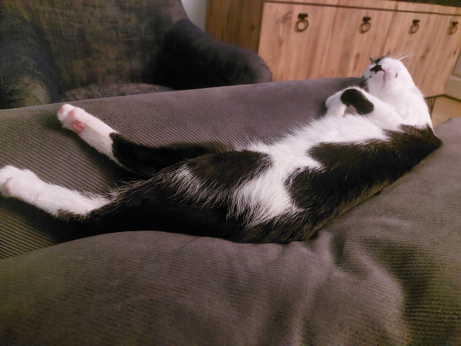 Image by the author. Our cat; Lokum, Göp göp, Armut