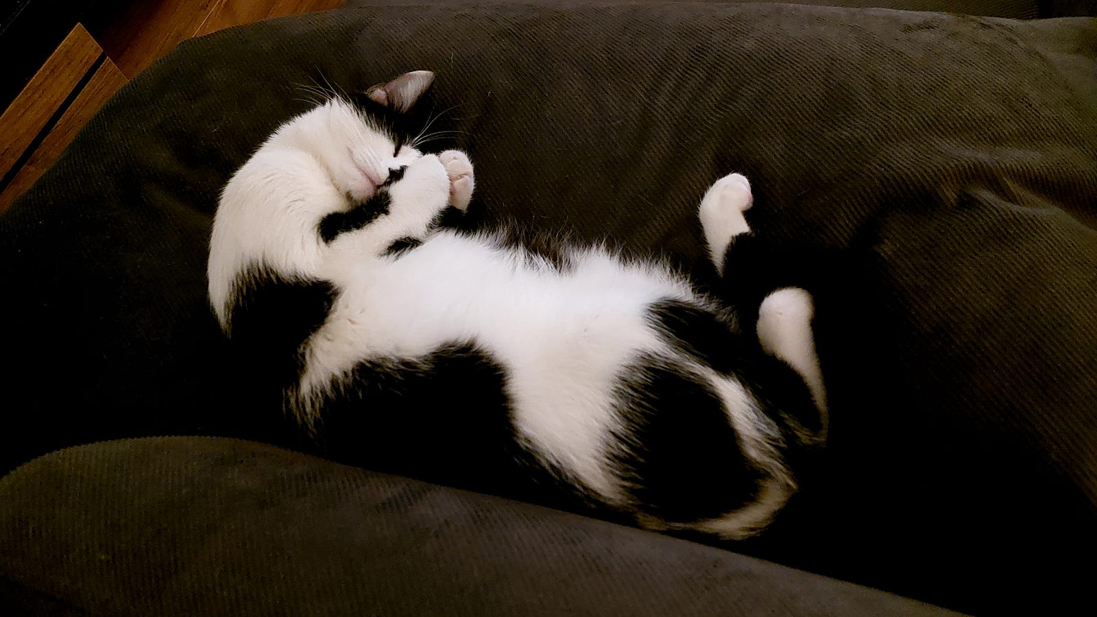 Image by the author. Our cat; Lokum, Göp göp, Armut