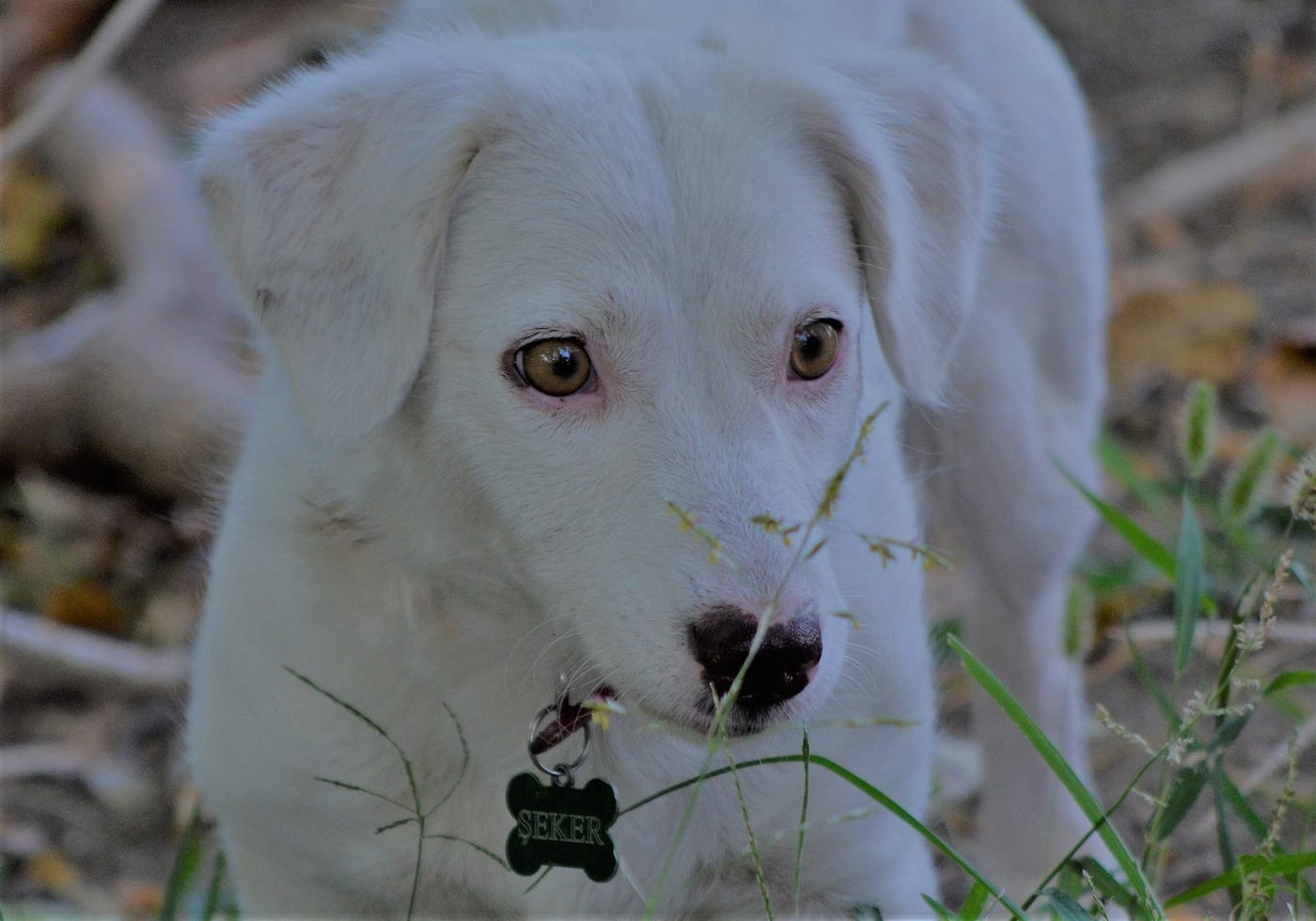 Photo by Author (Author’s dog)