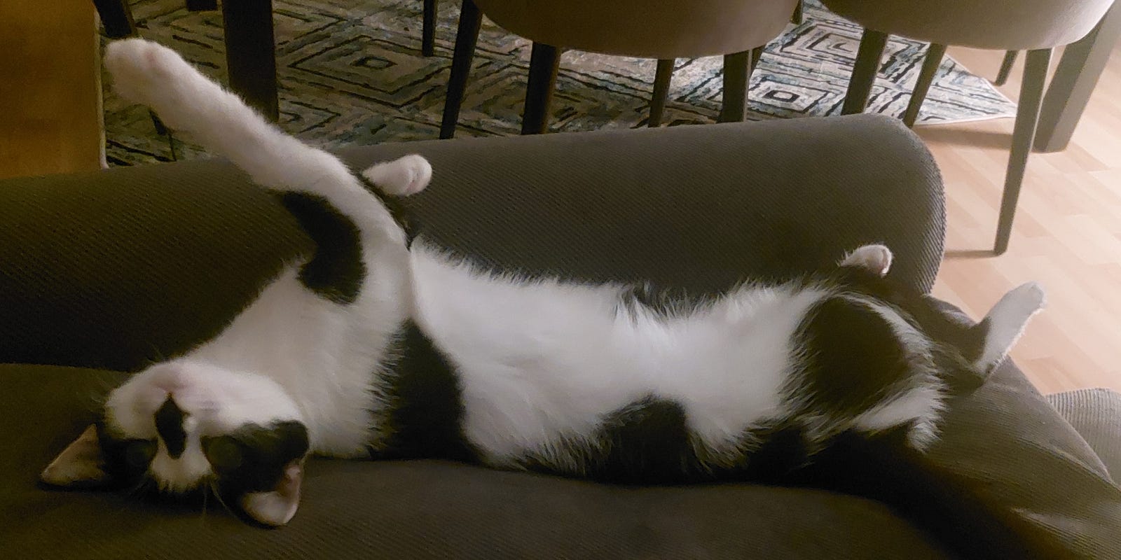 Image by the author. Our cat; Lokum, Göp göp, Armut